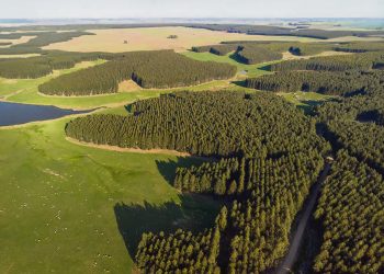 Decreto del Ejecutivo sobre forestación es centro de nueva polémica con el futuro gobierno
