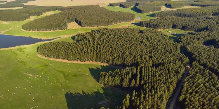 Decreto del Ejecutivo sobre forestación es centro de nueva polémica con el futuro gobierno