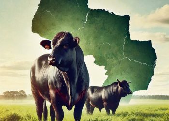 Relatos ganaderos conectados: vía Paraguay