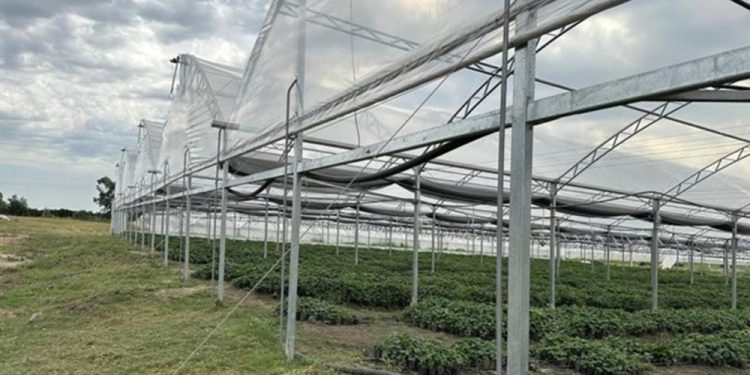 Digegra prorrogó plazos para planes de recomposición de cobertura y producción bajo protección