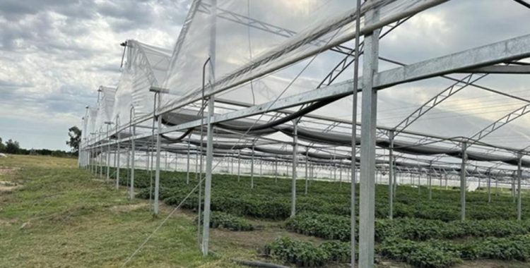 Digegra prorrogó plazos para planes de recomposición de cobertura y producción bajo protección