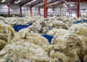 La zafra 2024-2025 de lana con precios estables que no logran despegar