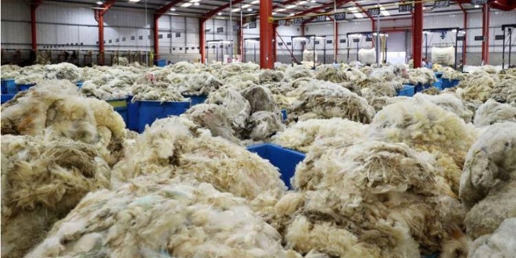 La zafra 2024-2025 de lana con precios estables que no logran despegar