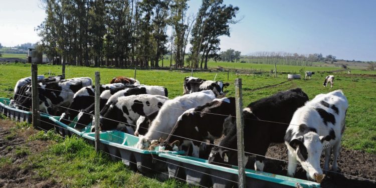 Debilidades y fortalezas de la lechería que mira al futuro con la expectativa de crecer