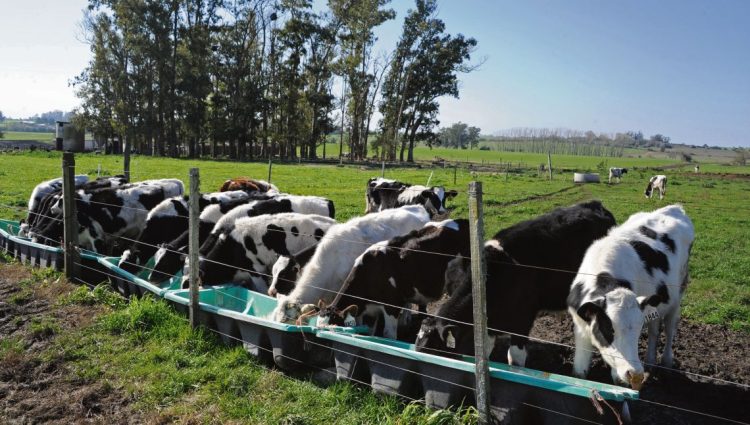 Debilidades y fortalezas de la lechería que mira al futuro con la expectativa de crecer