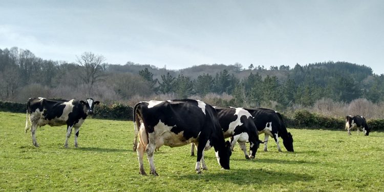 En el año la leche en polvo entera subió US$ 349 la tonelada