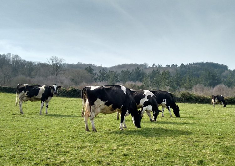 En el año la leche en polvo entera subió US$ 349 la tonelada