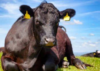 Conexión Ganadera y la Justicia