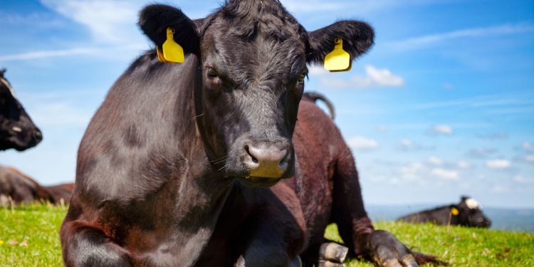 Conexión Ganadera y la Justicia