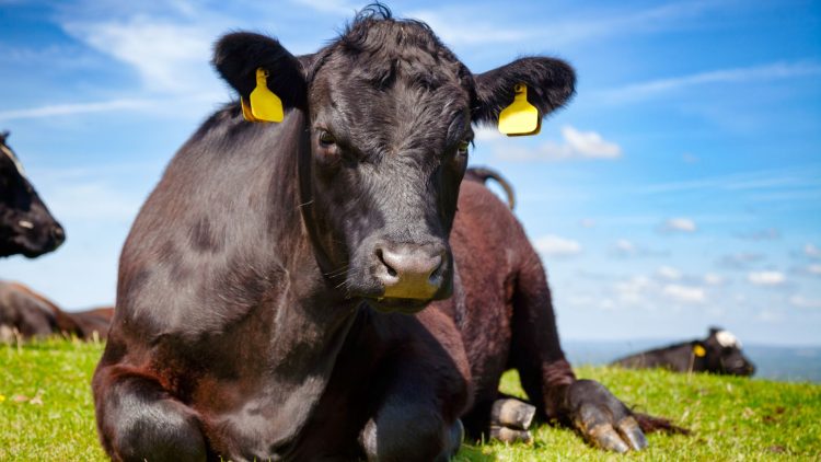 Conexión Ganadera y la Justicia