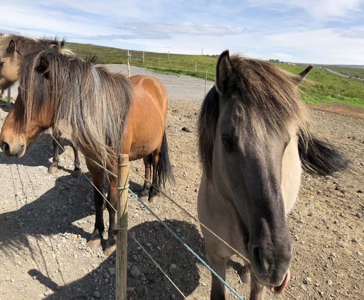 Por primera vez se detectaron casos de fiebre equina de Potomac en Río Negro