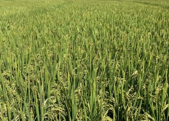 Se cosechó el 18% del área arrocera
