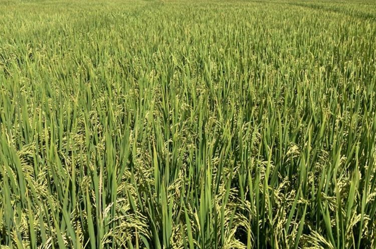 Se cosechó el 18% del área arrocera