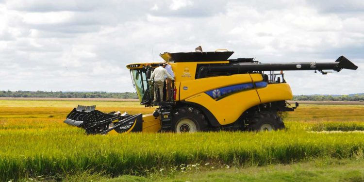 Productores de arroz inauguran cosecha 2025 en Treinta y Tres con la participación de Orsi y Fratti