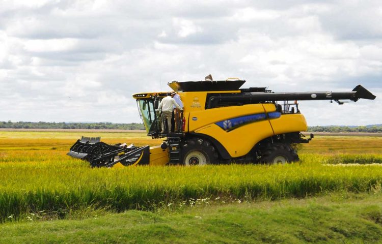 Productores de arroz inauguran cosecha 2025 en Treinta y Tres con la participación de Orsi y Fratti