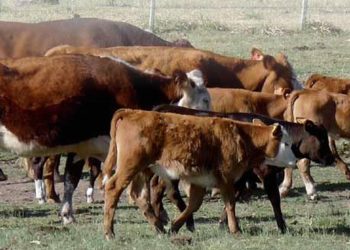 Estado de los rodeos de cría: pasamos “el mejor verano de los últimos cinco”