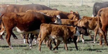 Estado de los rodeos de cría: pasamos “el mejor verano de los últimos cinco”
