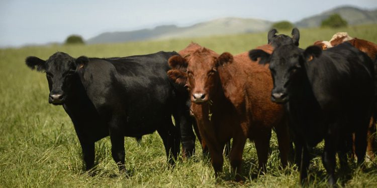 Consignatarios no ven que la venta masiva de reses de los fondos de inversión pueda alterar el negocio ganadero