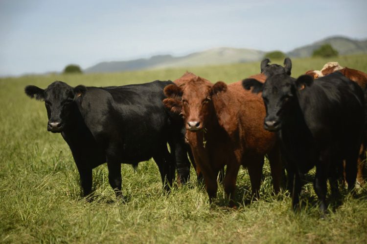 Consignatarios no ven que la venta masiva de reses de los fondos de inversión pueda alterar el negocio ganadero