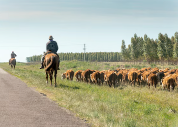 Consultor paraguayo afirma que el productor es el sector más importante de la cadena cárnica