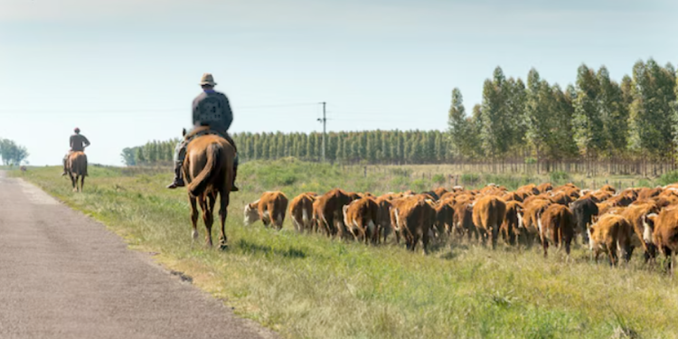 Consultor paraguayo afirma que el productor es el sector más importante de la cadena cárnica