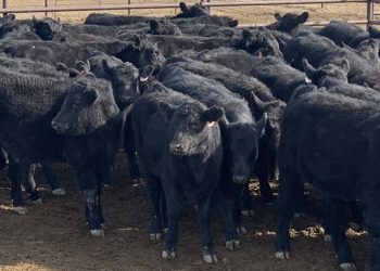 MGAP resolvió declarar “prioridad” la atención de los fondos ganaderos