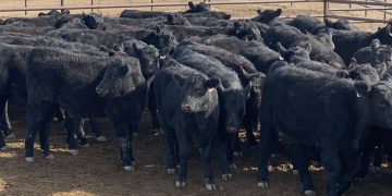 MGAP resolvió declarar “prioridad” la atención de los fondos ganaderos