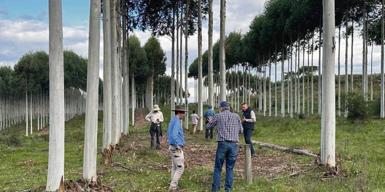 Delegación australiana visitó producción silvopastoril del establecimiento Abuelita