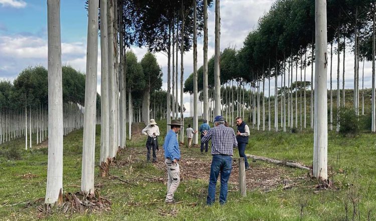 Delegación australiana visitó producción silvopastoril del establecimiento Abuelita