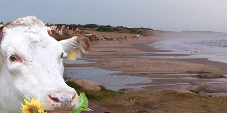 Pedro, Conexión Ganadera y la política