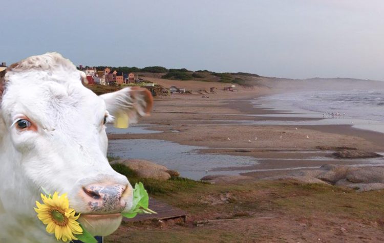 Pedro, Conexión Ganadera y la política