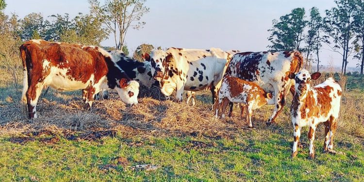 Presidenta de la Sociedad de Criadores de Normando: “El cierre de Calcar es gravísimo”