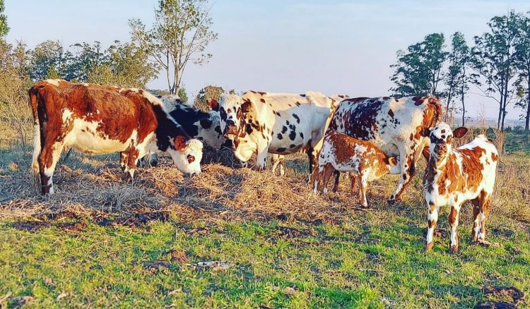 Presidenta de la Sociedad de Criadores de Normando: “El cierre de Calcar es gravísimo”