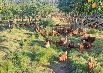 Granja Verde, la producción de huevos con gallinas libres y sanas