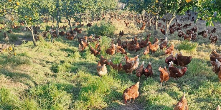 Granja Verde, la producción de huevos con gallinas libres y sanas