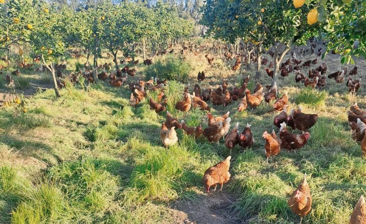 Granja Verde, la producción de huevos con gallinas libres y sanas