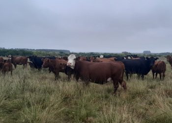 Encuesta del Plan Agropecuario confirma el excelente estado de los ganados de cría