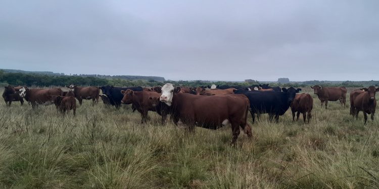 Encuesta del Plan Agropecuario confirma el excelente estado de los ganados de cría