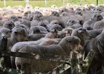 Juan Luis Arrospide: “Si miramos un poquito a Australia, ahí nos damos cuenta de que hay margen para crecer”