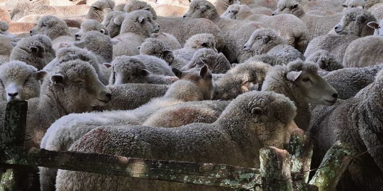 Juan Luis Arrospide: “Si miramos un poquito a Australia, ahí nos damos cuenta de que hay margen para crecer”