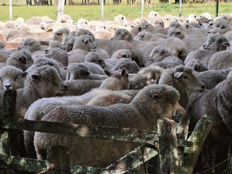 Juan Luis Arrospide: “Si miramos un poquito a Australia, ahí nos damos cuenta de que hay margen para crecer”
