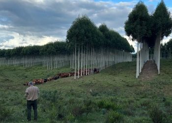 Si el árbol desplaza la ganadería, ya no es un sistema silvopastoril