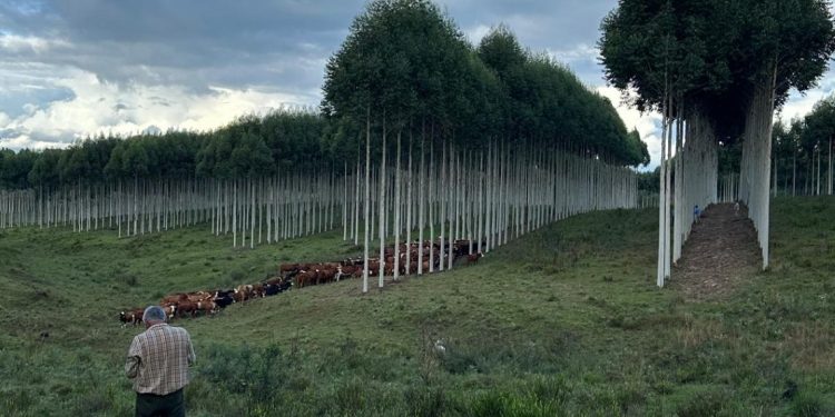 Si el árbol desplaza la ganadería, ya no es un sistema silvopastoril