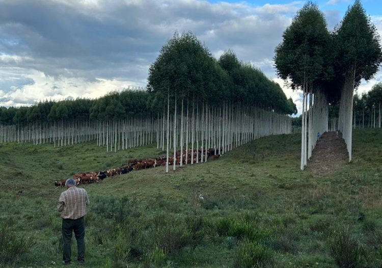 Si el árbol desplaza la ganadería, ya no es un sistema silvopastoril