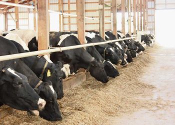 “Rematadores informan que se llegan a rematar 6 o 7 tambos por mes”