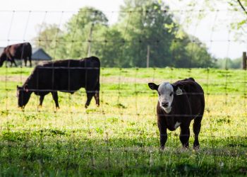 Continúa firme el mercado de ganados