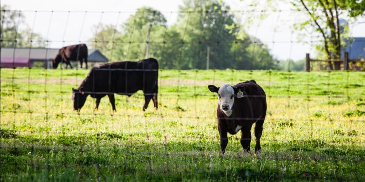 Continúa firme el mercado de ganados