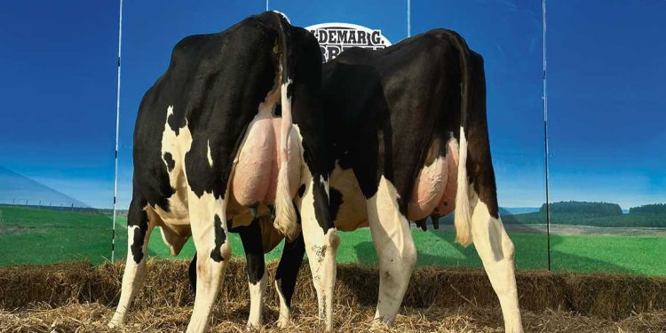 El clima es el principal socio de un ambiente favorable para la venta de reproductores de ganado lechero