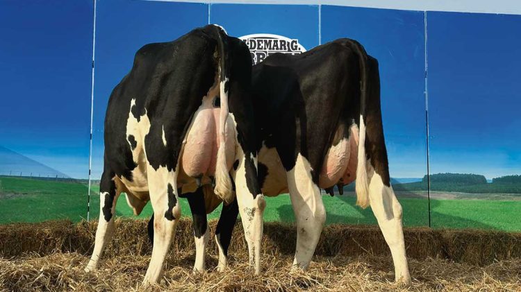 El clima es el principal socio de un ambiente favorable para la venta de reproductores de ganado lechero