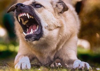 Preocupa sucesión de ataques en la vía pública de perros de razas consideradas peligrosas